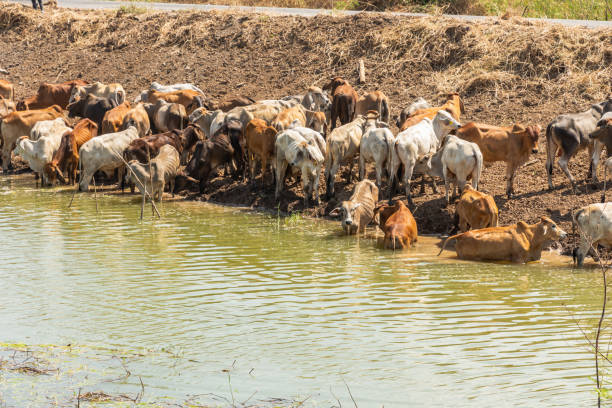 istock The herd of cows brown 1316001365