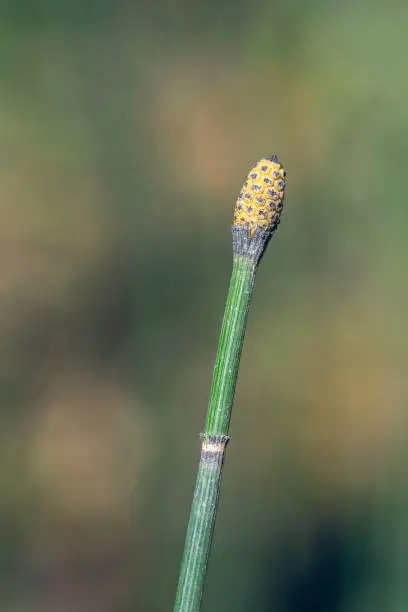 Macro shot of Equisetum hyemale (commonly known as rough horsetail, scouring rush, scouringrush horsetail or snake grass) with strobilus at sunny spring day