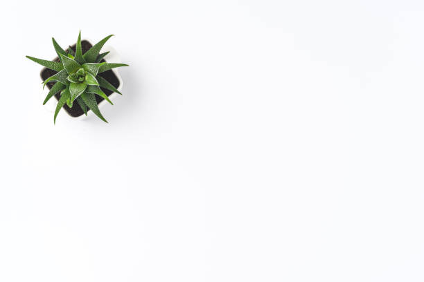 istock Green plant isolated on white background. Vector 1316003203