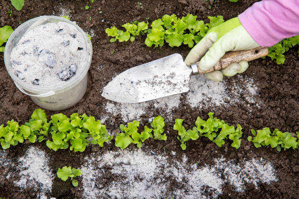 il giardiniere cosparge a mano cenere bruciata a legna da piccola pala da giardino tra erbe di lattuga per repellente per insetti biologici non tossico su insalata in orto, insetti disidratanti. - cenere foto e immagini stock