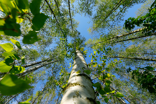 Looking up at the sky and the forest, the light of the sun