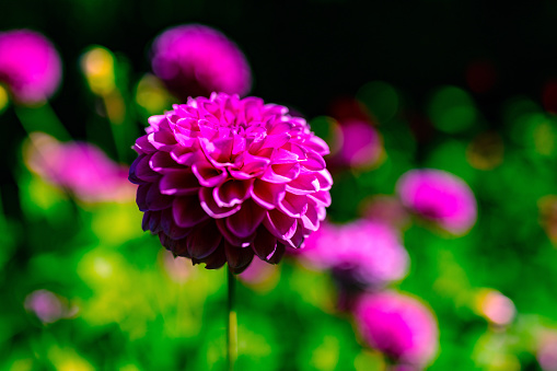 Pink chrysanthemum flowers with green blur background in the photo from close range