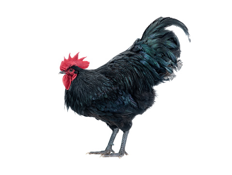 black rooster australorp (Gallus gallus) with dark green plumage on white background