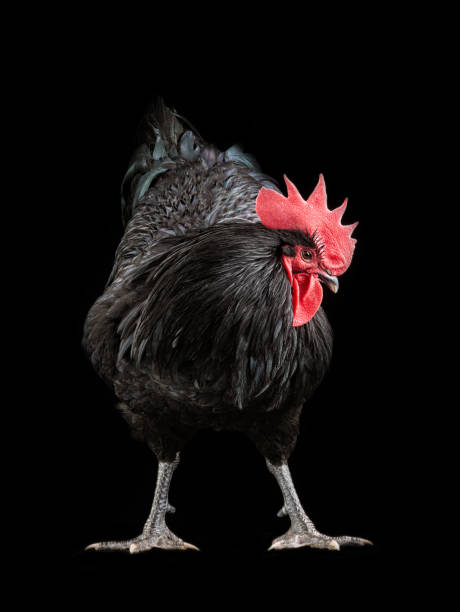 istock black rooster australorp (Gallus gallus) on a black 1316005524