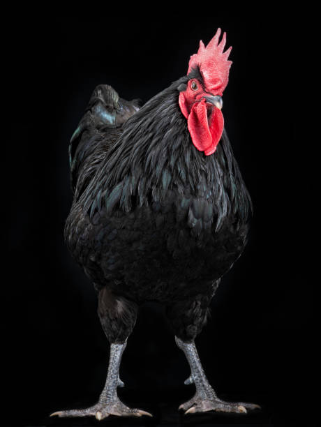 istock black rooster australorp (Gallus gallus) on a black 1316005533