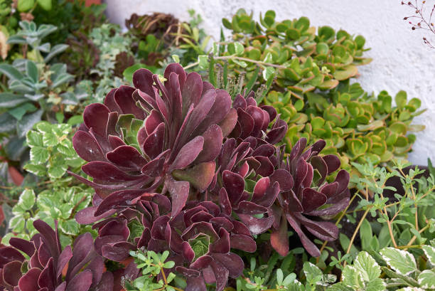 istock Aeonium arboreum atropurpureum close up 1316006004