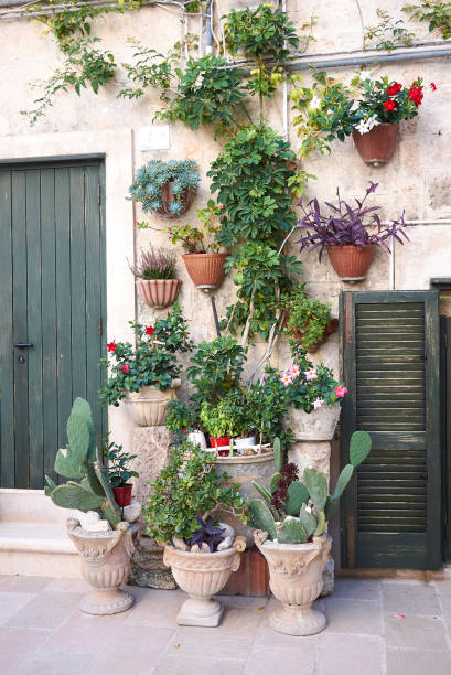 istock plants in flower pots 1316006024