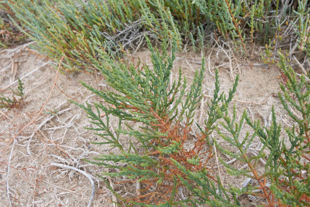 istock Salicornia perennials close up 1316006494