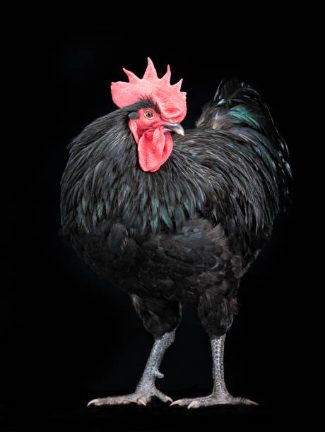 istock black rooster australorp (Gallus gallus) on a black 1316006957