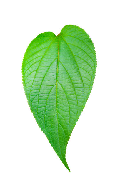 istock Green leaves isolated set on white background, clipping path. 1316007118