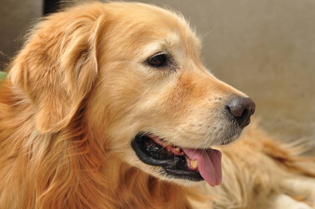 istock Close-up, cute, golden retriever, retriever, 1316007609