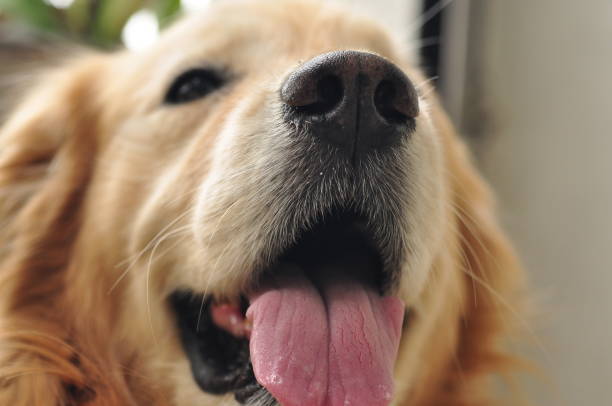 istock Close-up, cute, golden retriever, retriever, 1316007633