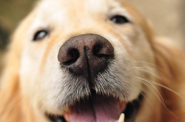 istock Close-up, cute, golden retriever, retriever, 1316007680