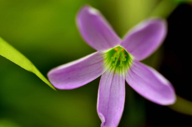 istock Close-up, park, bloom, lavender, wood sorrel flower 1316007702