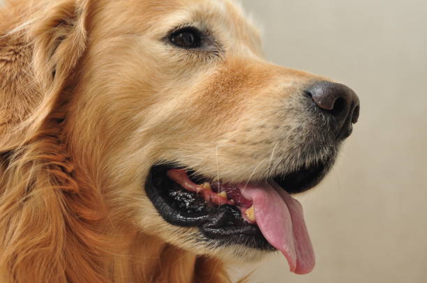 istock Close-up, cute, golden retriever, retriever, 1316007724
