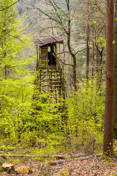 istock Hunter's high seat on a mountain slope in spring with pine trees 1316007893