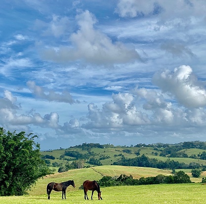 Horizontal landscape of chestnut horses grazing lush green grass pasture field with horizon hills and trees under a cloudy cloudscape sky in Bangalow near Byron Bay NSW Australia