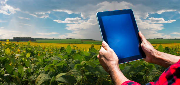istock Farmer with tablet computer on the soy bean  plantation field countryside at sunset. Space for text. 1316010978