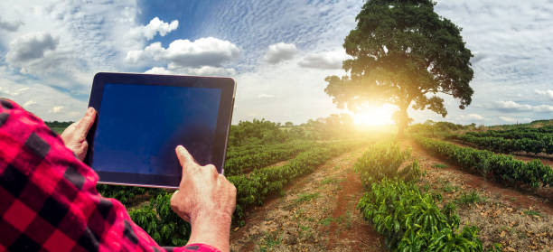 istock Farmer with tablet computer on the coffee plantation field countryside at sunset. Space for text. 1316010982