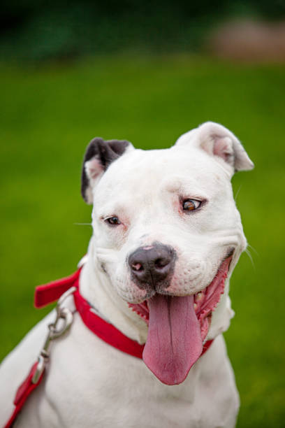 istock Smiling White Female Pitbull Terrier Red Collar Big Tongue 1316011003