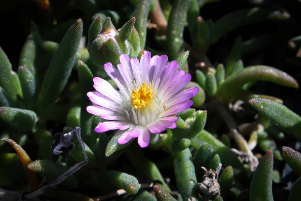 Closeup of the flower on the trailing ice plant Lampranthus Closeup of the flower on the trailing ice plant Lampranthus. lampranthus spectabilis stock pictures, royalty-free photos & images