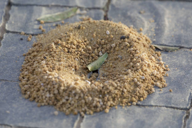 Ant hill ant