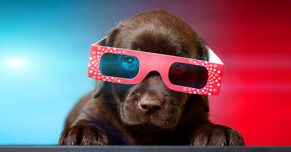 Purebred, stylish dog, purebred english bulldog wearing striped shirt and sunglasses against yellow studio background. Summer vacation and joy. Concept of animals, humor, pets fashion, vet, style.