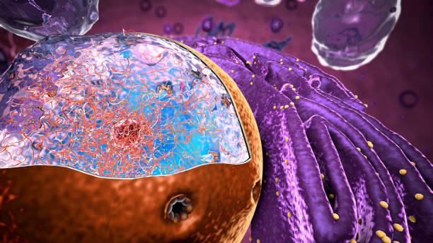 istock Organelles inside Eukaryote, focus on nucleus - 3d illustration 1316012679