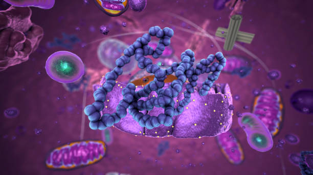 istock Organelles inside Eukaryote, focus on ribosomes - 3d illustration 1316012727
