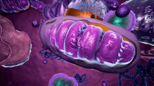 organelles inside eukaryote, focus on mitochondria - 3d illustration - nucleolus imagens e fotografias de stock