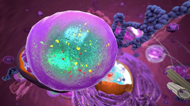 istock Organelles inside Eukaryote, focus on lysosome - 3d illustration 1316012921