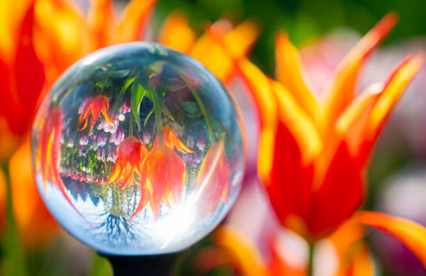 Tulip as symbol against Parkinson Disease is protecting patients in bubble from outside world, Covid-19 Influence. Slovenia, Europe.