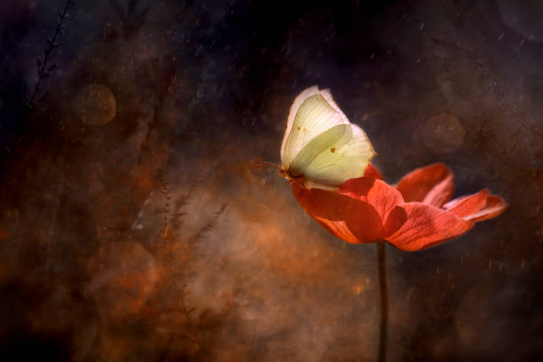 Bee flying towards red poppy flower growing uncultivated, sunny springtime in green nature, selective focus