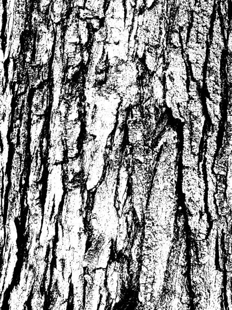 Grunge tree bark texture. Distressed overlay texture. Black and white vector texture Grunge tree bark texture. Distressed overlay texture. Black and white vector texture bark stock illustrations