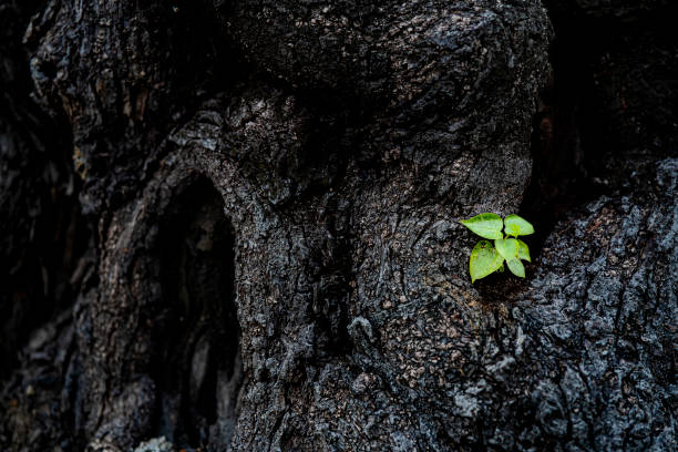 istock young seedling sprout on cut log, natural fresh green spring background 1316020089
