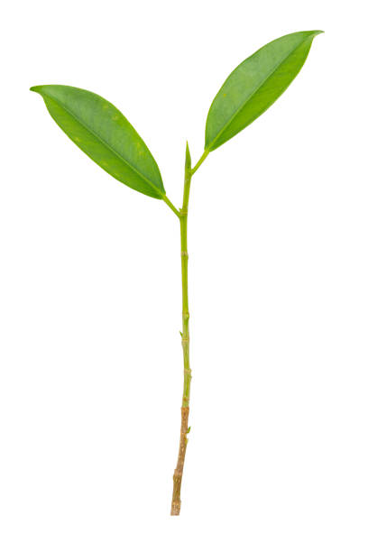 istock Small green leaves isolated on white 1316020102