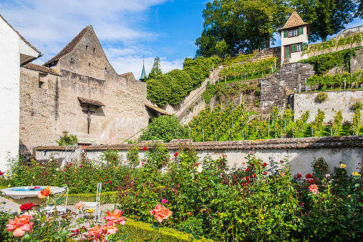 Rose gardens of Rapperswil-Jona, Swiss canton of St. Gallen