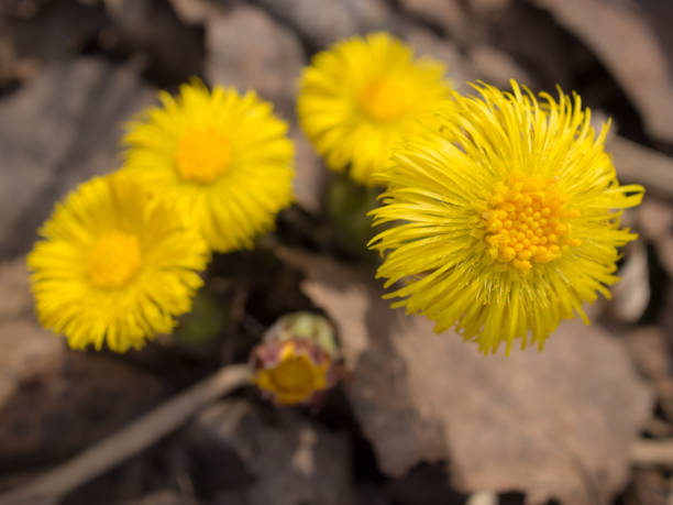 istock blooming yellow coltsfoot 1316020935
