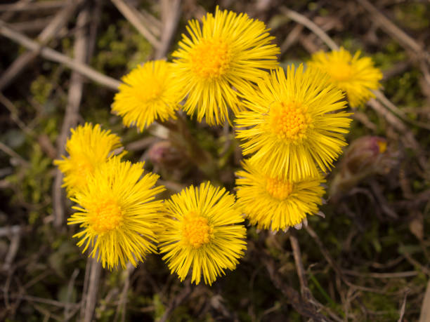 istock yellow coltsfoot in spring 1316020940