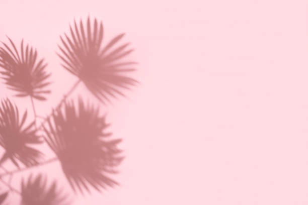 istock Palm leaf shadow on pastel pink background with copy space 1316021115