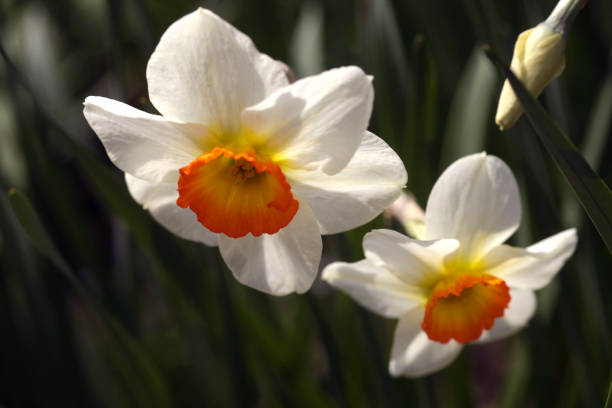 istock Colorful spring flowers on nature background 1316021281