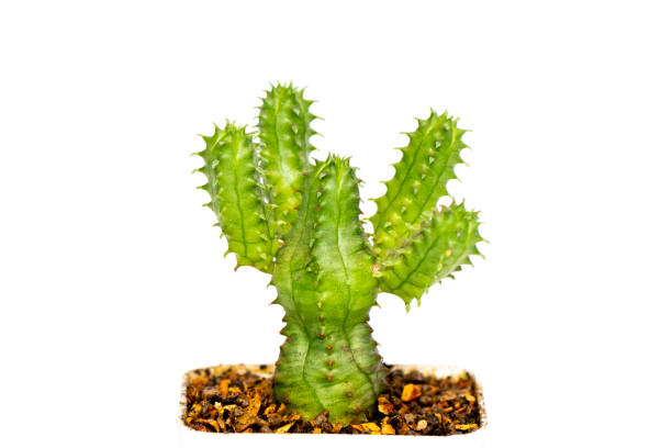 istock Image of cactus isolated on white background. Small decorative plant. Front view. 1316021482