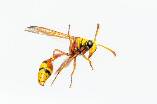 head of wasp in extreme close up with white background and blured body