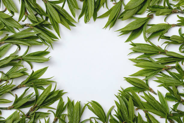 istock Green leaves on a white background and copy space - Natural pattern for invitation or birthday greetings or advertising announcement - Minimal flat lay nature 1316022017