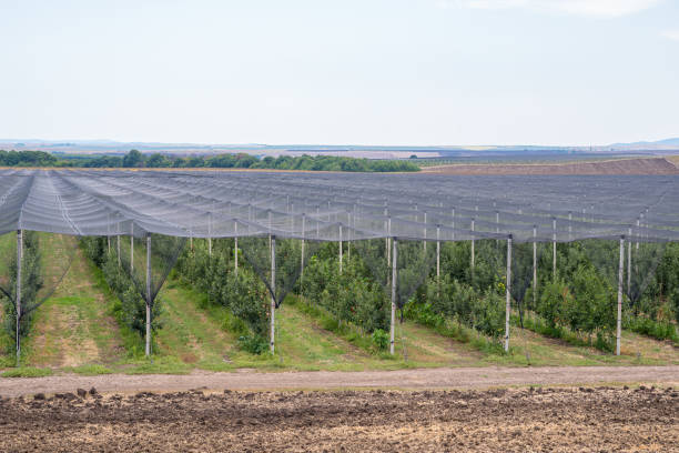 istock Flat net anti-hail covering sustem. 1316022056