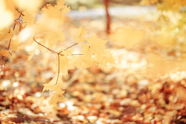 istock yellow tree leafs close-up in Fall season. Shallow depth of field. 1316022237