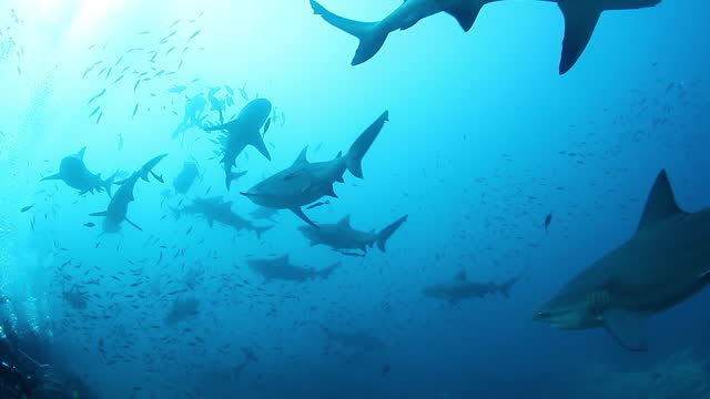 Pack of sharks in underwater marine wildlife of Fiji.