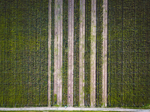 istock Vertical lines on hops field - Directly above 1316024238