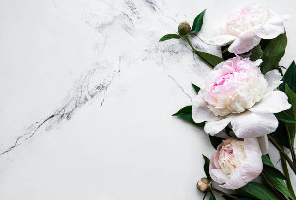 istock Peony flowers on a marble background 1316024630