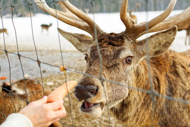 istock Deer head close-up behind the fence. Deer eats carrots 1316024725
